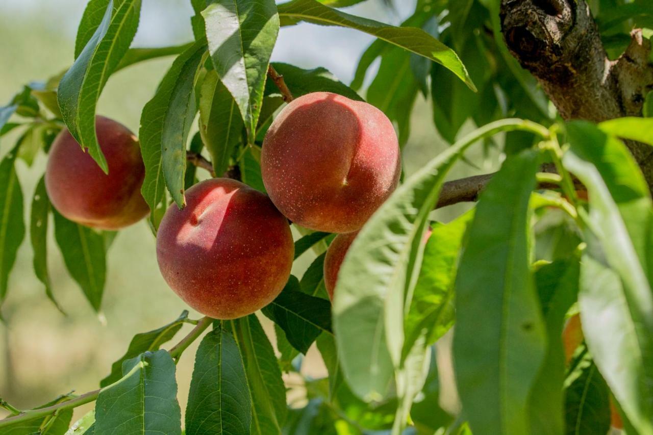 Il Vecchio Gelso - Agriturismo Rimini Montefiore Conca Villa Eksteriør bilde