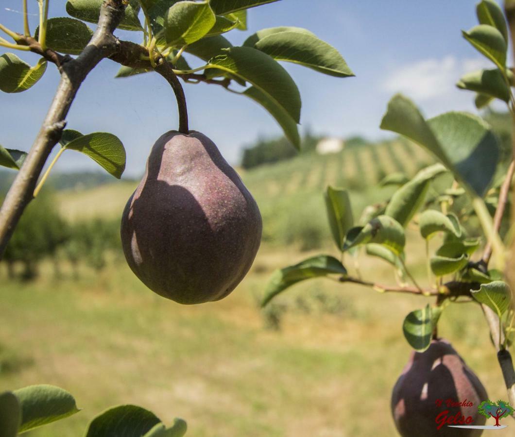 Il Vecchio Gelso - Agriturismo Rimini Montefiore Conca Villa Eksteriør bilde