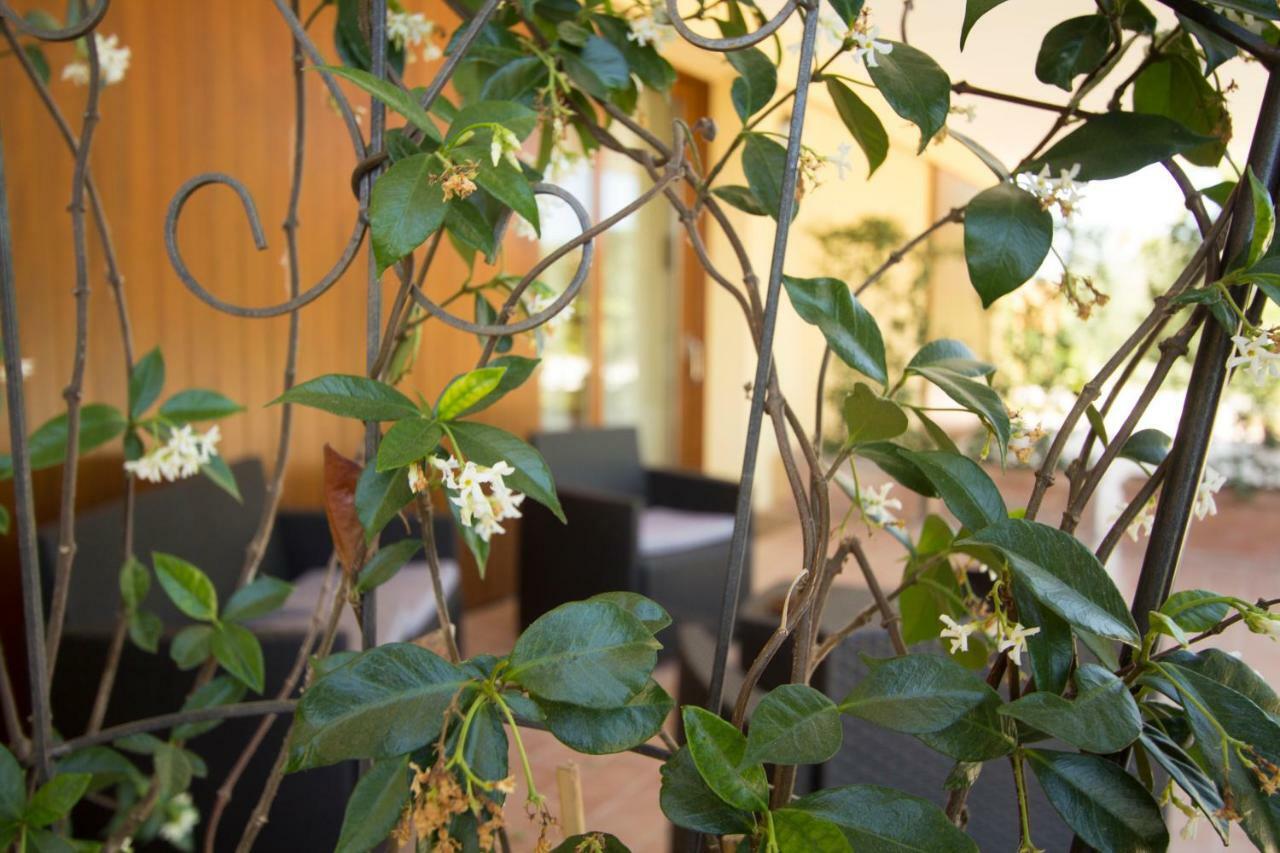 Il Vecchio Gelso - Agriturismo Rimini Montefiore Conca Villa Eksteriør bilde